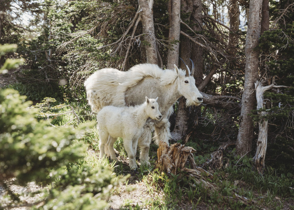 mountain goats and a baby in glacier national park, lindsay elaine photography