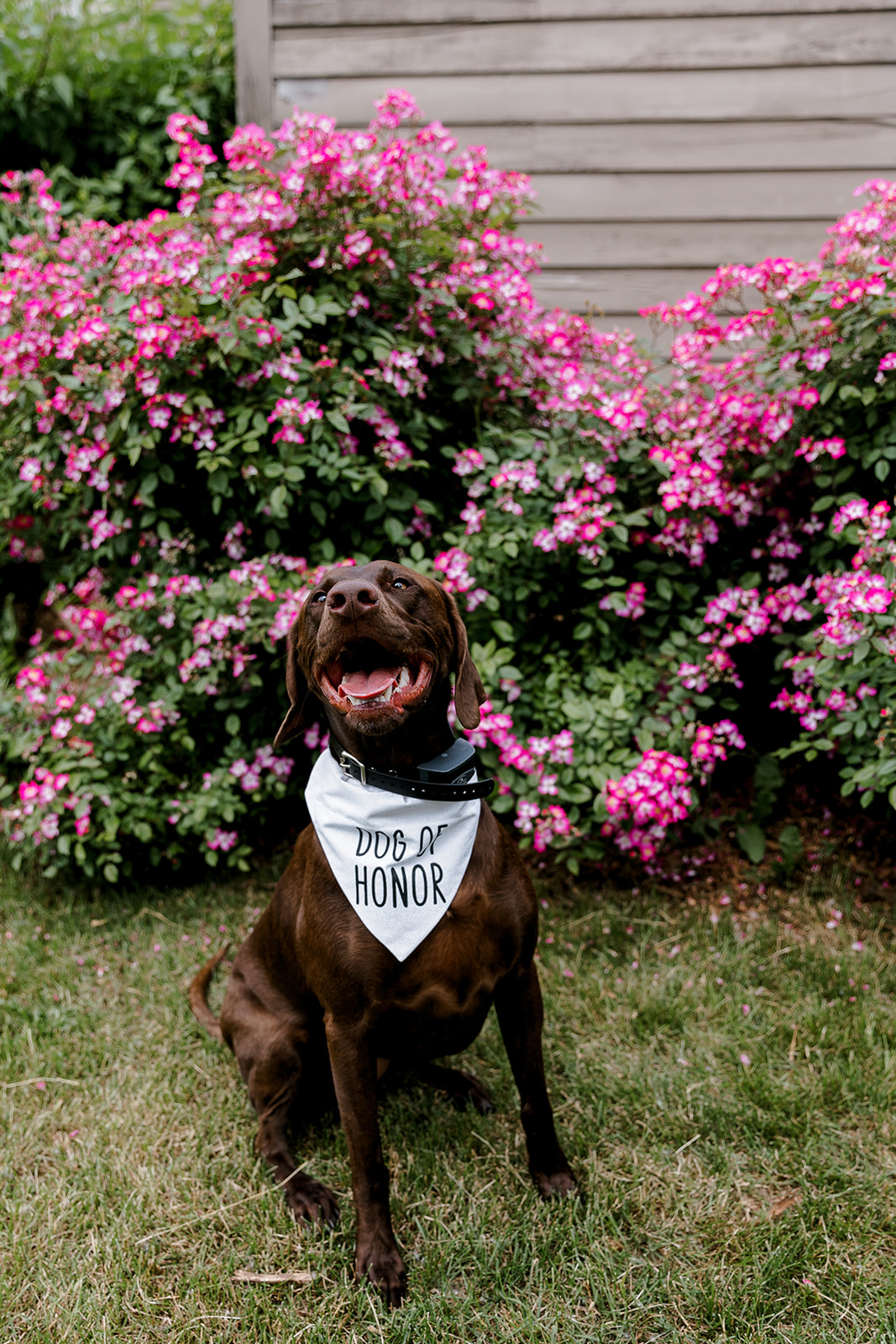 photo of a brown dog with a bandana that says dog of honor Port 393 Wedding In Holland, Michigan | Allie + Ryan