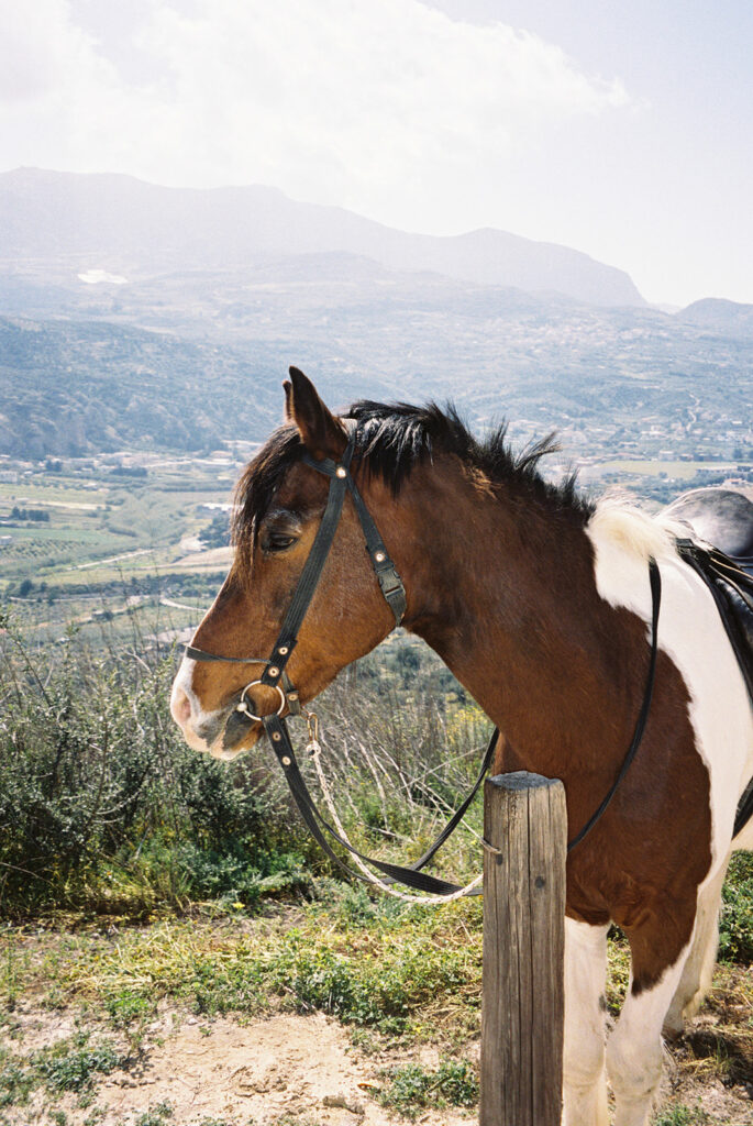 horses in greece