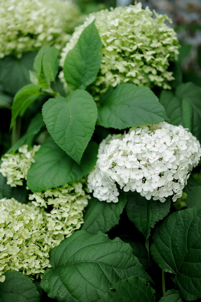 Close-up of green hydrangeas from wedding décor, a fine art approach to wedding detail photography.